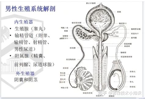 男生生殖器照片|男性外生殖器官